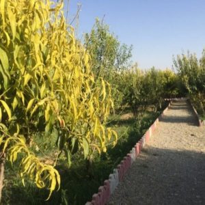 باغ در کرج
