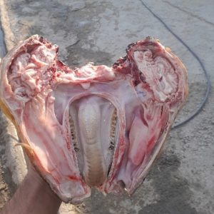گوسفند کردستان زنده
