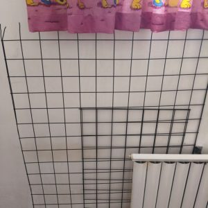 رگال توری بفروش میرسد