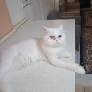 گربه پرشین