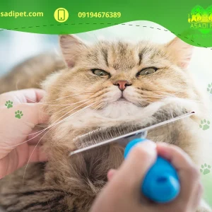 آرایش سگ ارزان