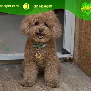خرید سگ پودل مینیاتوری قیطریه