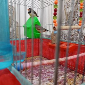 فروش فنچ