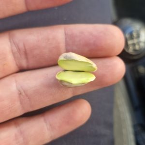 سلام پسته اعلی دامغانچرب و مرغوبتازه تازهفی ۱۱۵۰۰۹۱۹۳۳۳۱۰۱۳