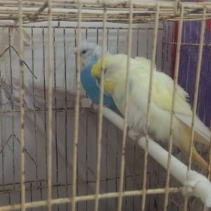 مرغ عشق پروانه ای بالغ و مولد