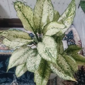 گیاه آگلونما آپارتمانی