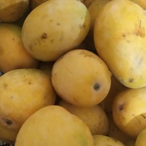 فروش انبه محلی وپاکستانی زرد رسیده درجه ۱