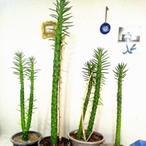 گلهای آپارتمانی و کاکتوس