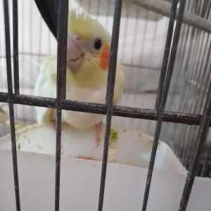 عروس هلندی